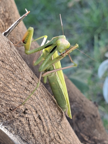 European Mantis