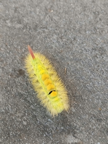 Pale Tussock Moth