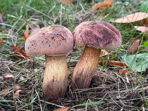 Lurid Bolete