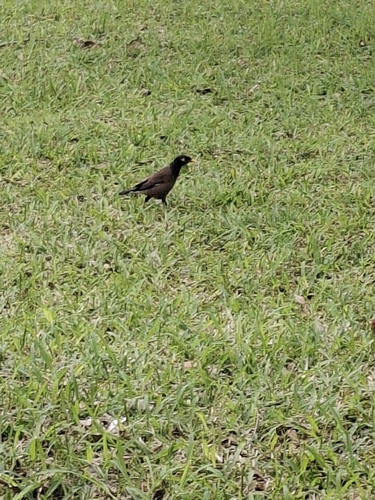 Common Myna