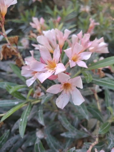 oleander