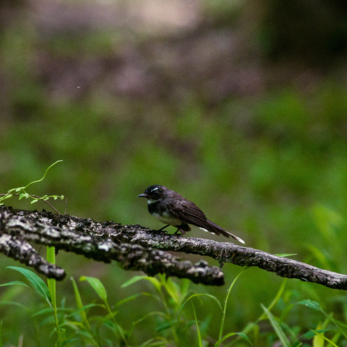 Malaysian Pied-Fantail