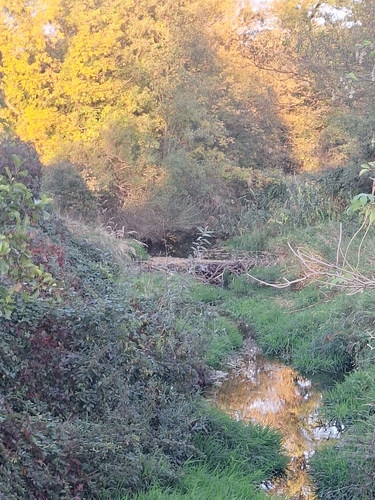 Eurasian Beaver