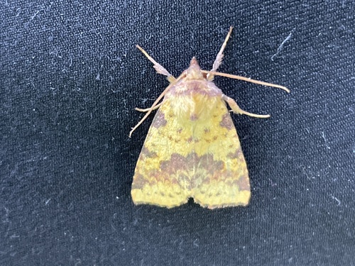 Pink-barred Sallow