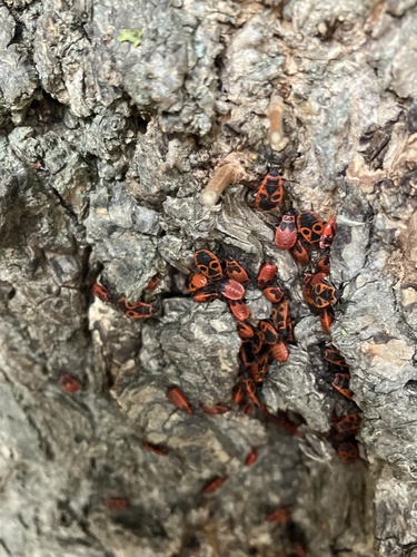 European Firebug
