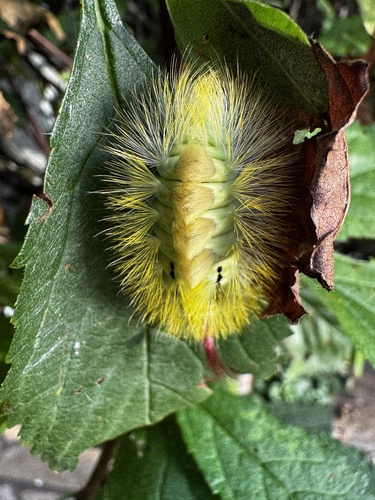 Pale Tussock Moth