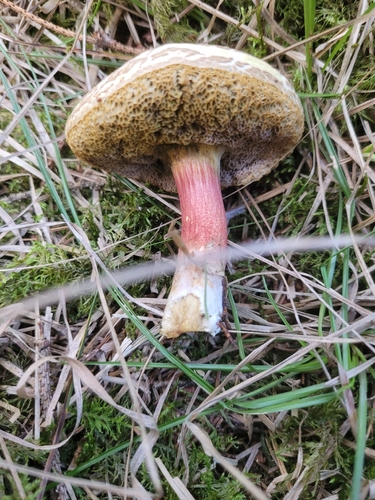 Red-cracking Bolete