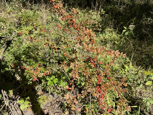 Japanese barberry