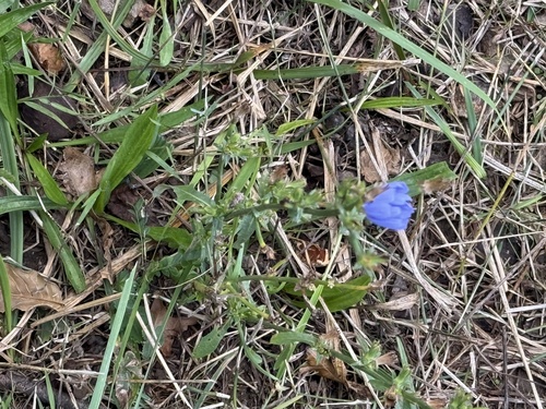 chicory