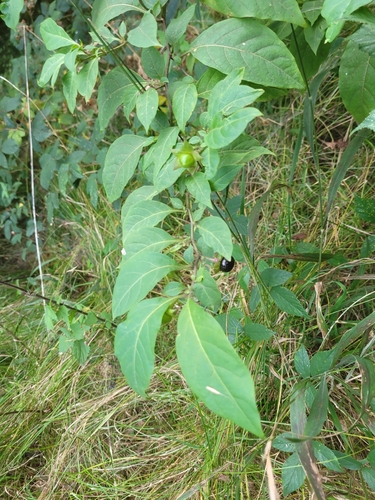 Deadly Nightshade