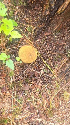 Fly Agaric