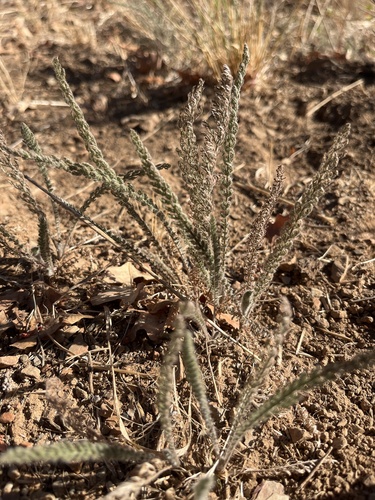 common yarrow