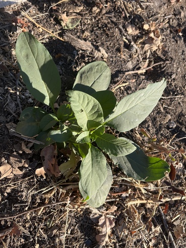 American pokeweed