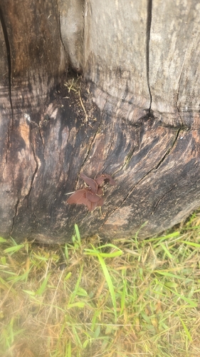 Jelly Tree Ear