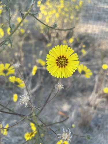 Common Madia
