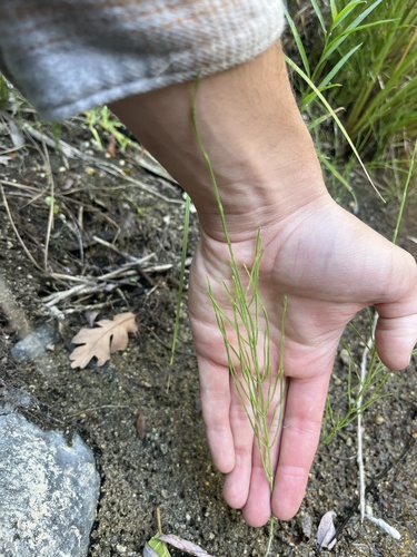 field horsetail