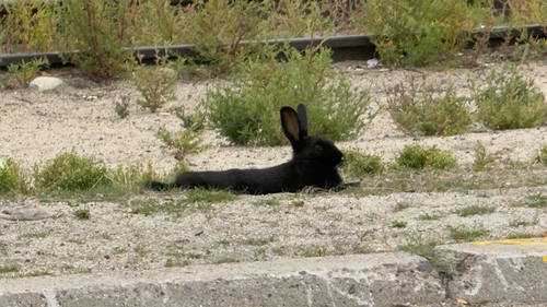 Domestic Rabbit