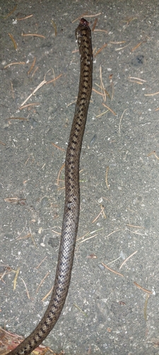 Smooth Snake