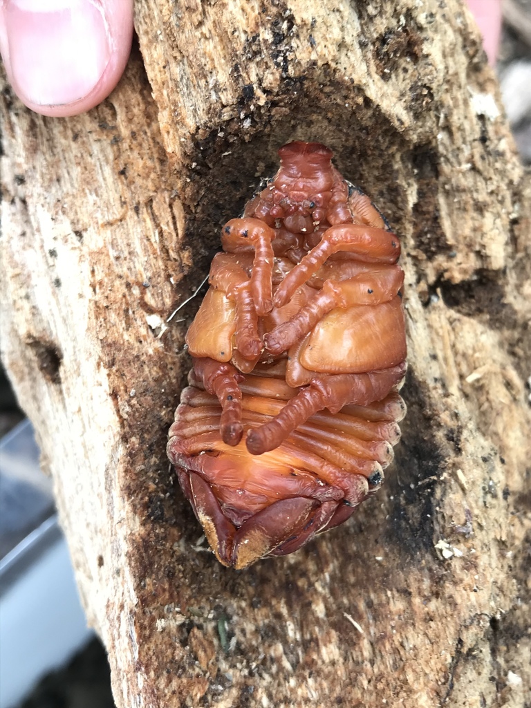 Japanese Rhinoceros Beetle (Trypoxylus dichotomus) · iNaturalist