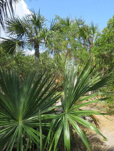 Thatch Palmetto