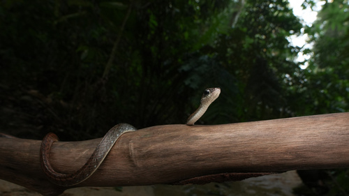 Brown Rat Snake