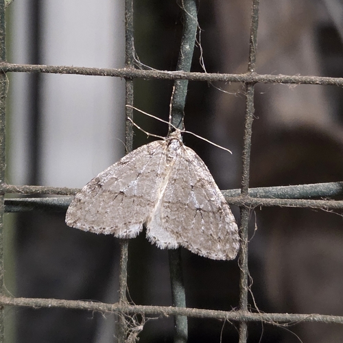 Autumnal Moth