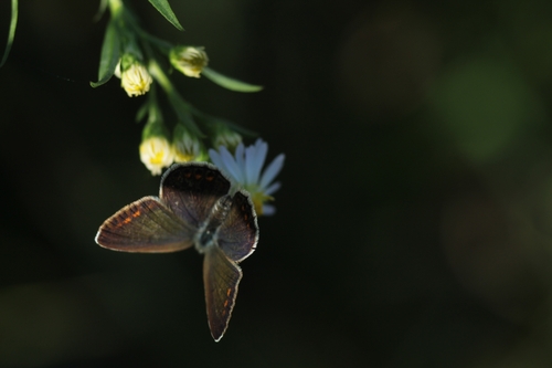Common Blue