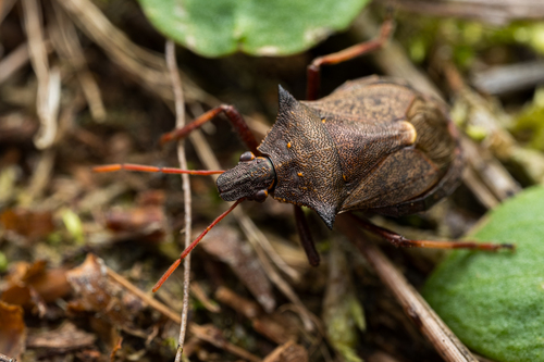 Spiny Shield Bug