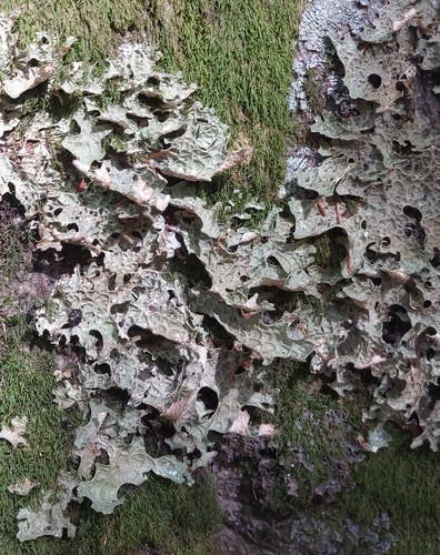 Tree Lungwort