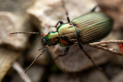 Copper Greenclock Beetle
