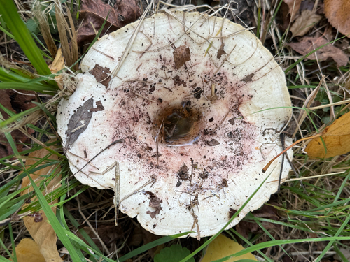 Blushing Milkcap