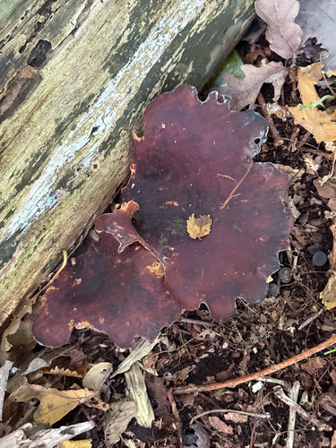 Bay Polypore