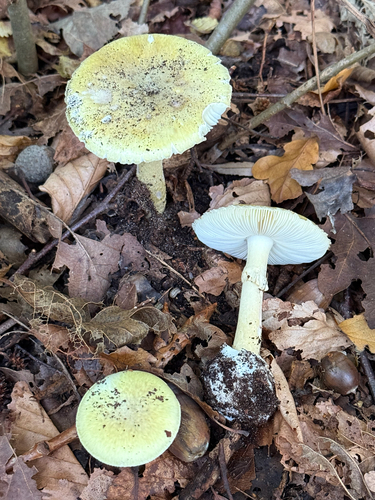Deathcap