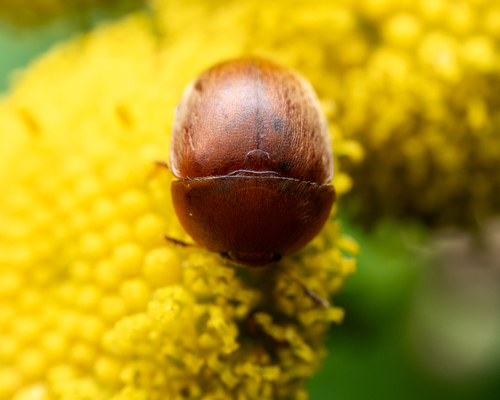 Cychramus luteus