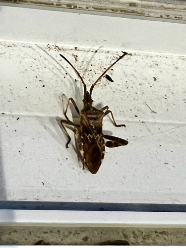 Western Conifer Seed Bug