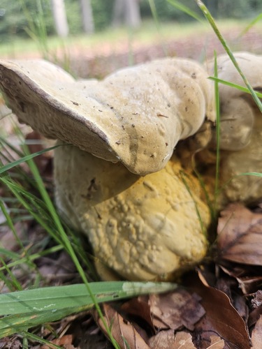 bolete mould