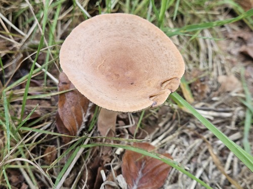 Oakbug Milkcap