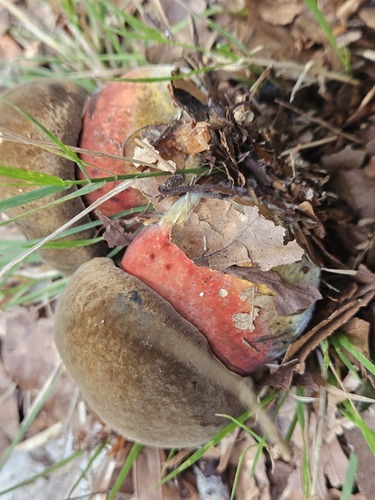 Dotted Stem Bolete