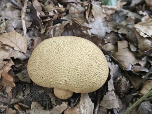 common earthball