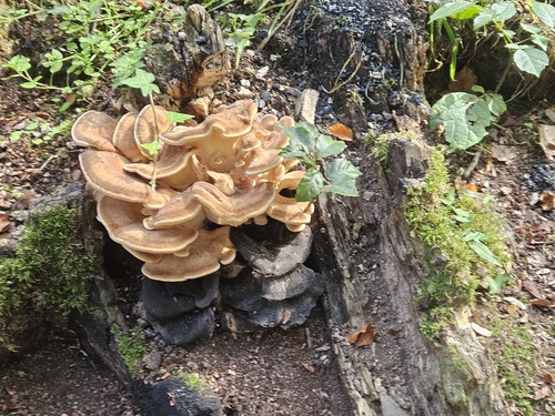 Giant Polypore