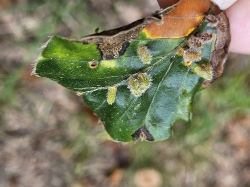 Hairy Beech Gall