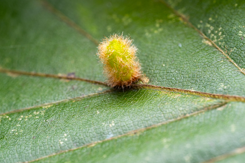 Hairy Beech Gall
