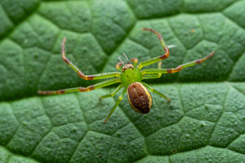 Eurasian Green Crab Spider