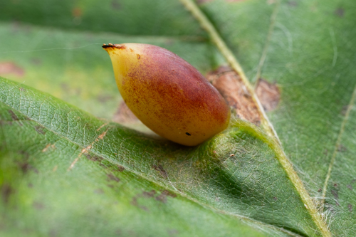 Beech Gall Midge