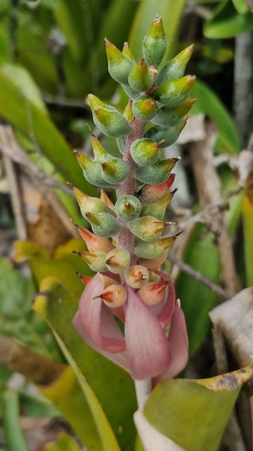 Nakedstem Livingvase