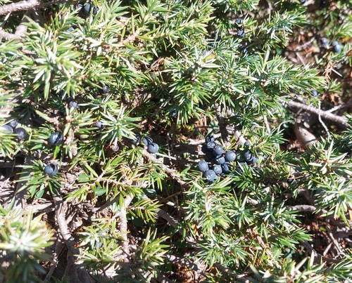 common juniper