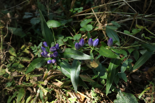 closed bottle gentian