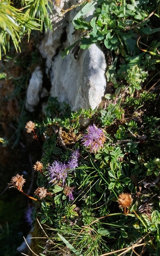 Globularia meridionalis