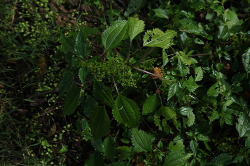 Canada clearweed