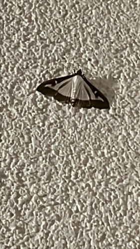 Box Tree Moth